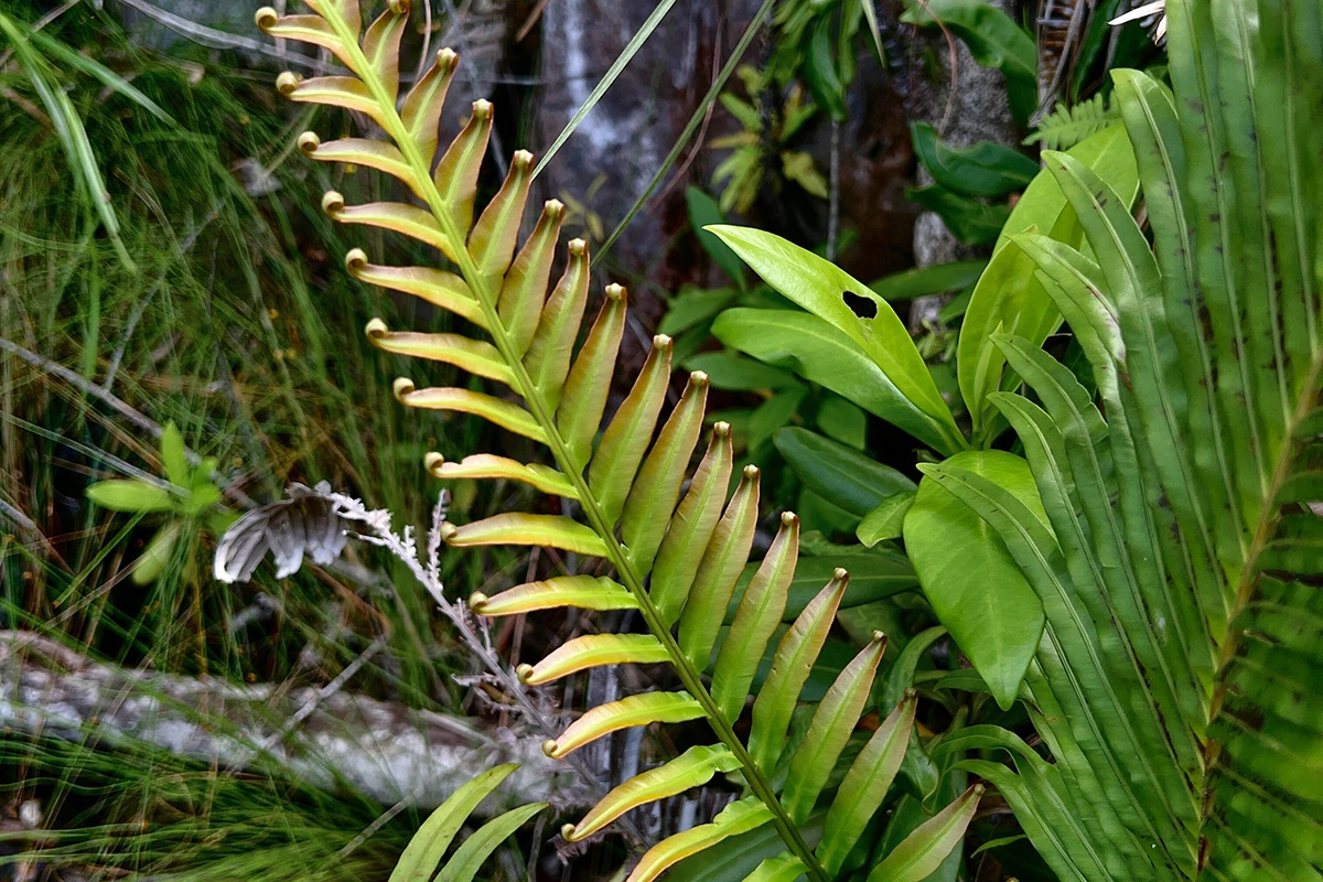 Scientists Discover Ferns Can Extract Rare Earth Metals Naturally