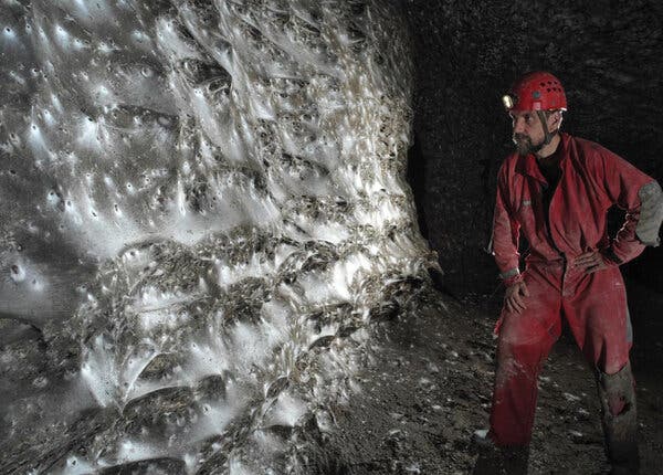 Scientists Discover Giant Spider Web Housing Unlikely Residents