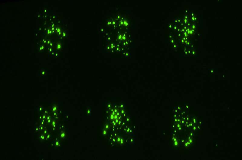 Scientists Unveil Groundbreaking Technology to Track Cell Messages