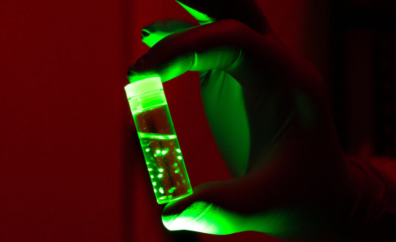 Scientists Unveil Insights from Lab-Grown Brain Organoids