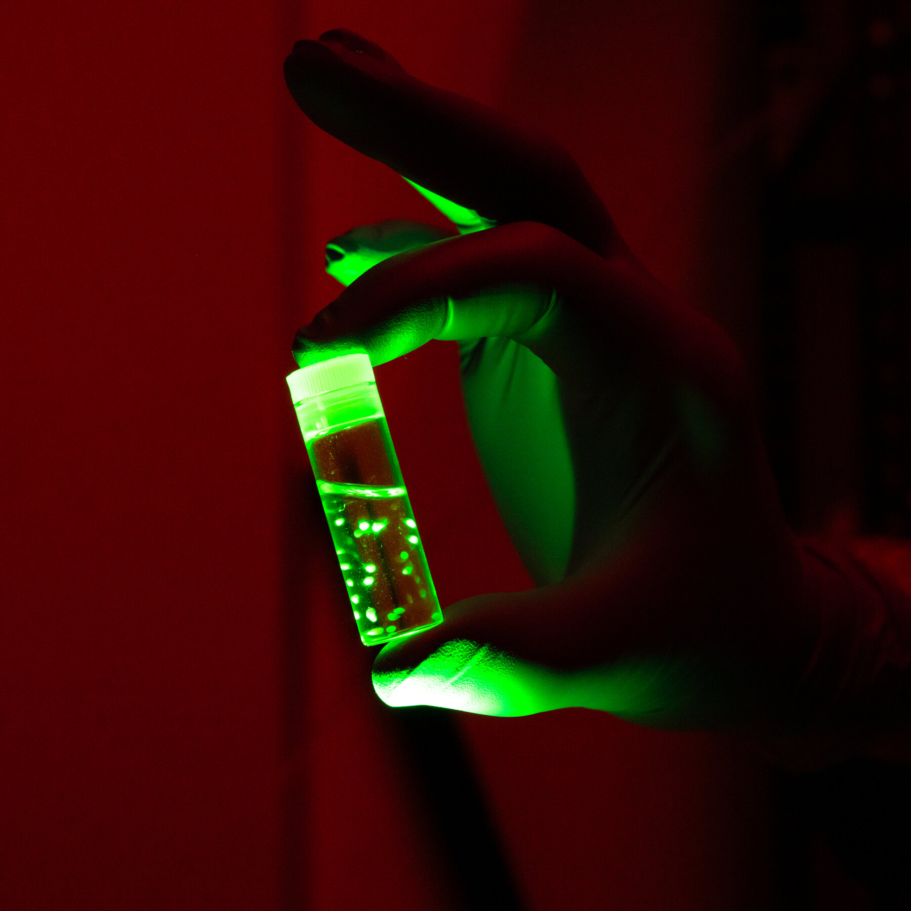 Scientists Unveil Insights from Lab-Grown Brain Organoids