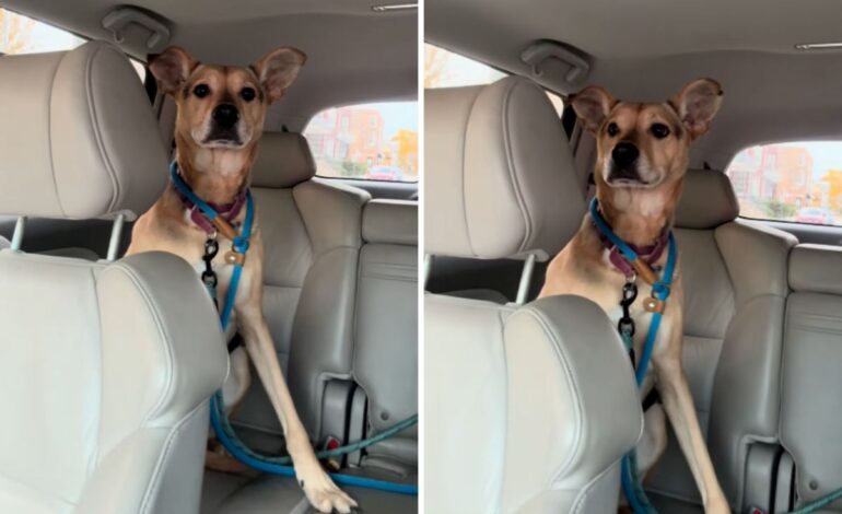 Shelter Dog’s Heartbreaking Reaction Sparks Debate on Day Trips