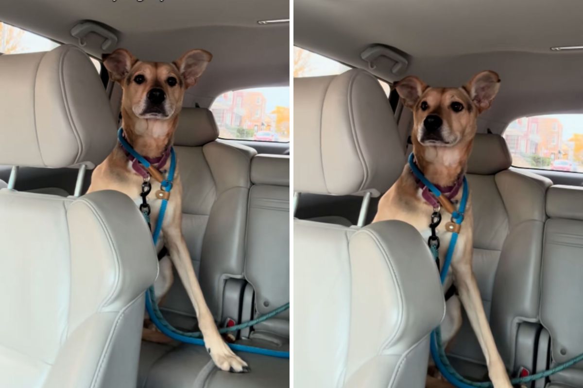 Shelter Dog’s Heartbreaking Reaction Sparks Debate on Day Trips