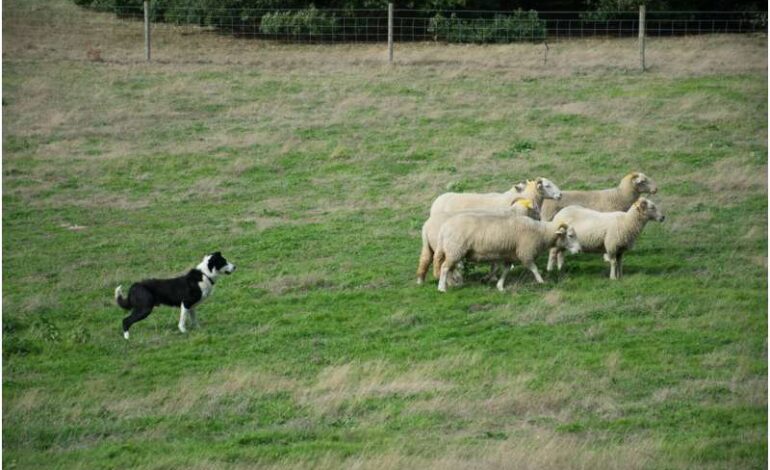 Study Reveals 20,000-Year Bond Between Humans and Dogs Across Eurasia