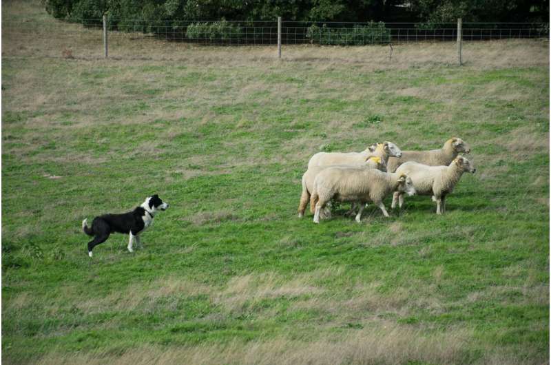 Study Reveals 20,000-Year Bond Between Humans and Dogs Across Eurasia