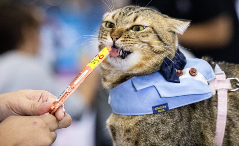 Thailand Hosts Exciting Speed Eating Contests for Pets