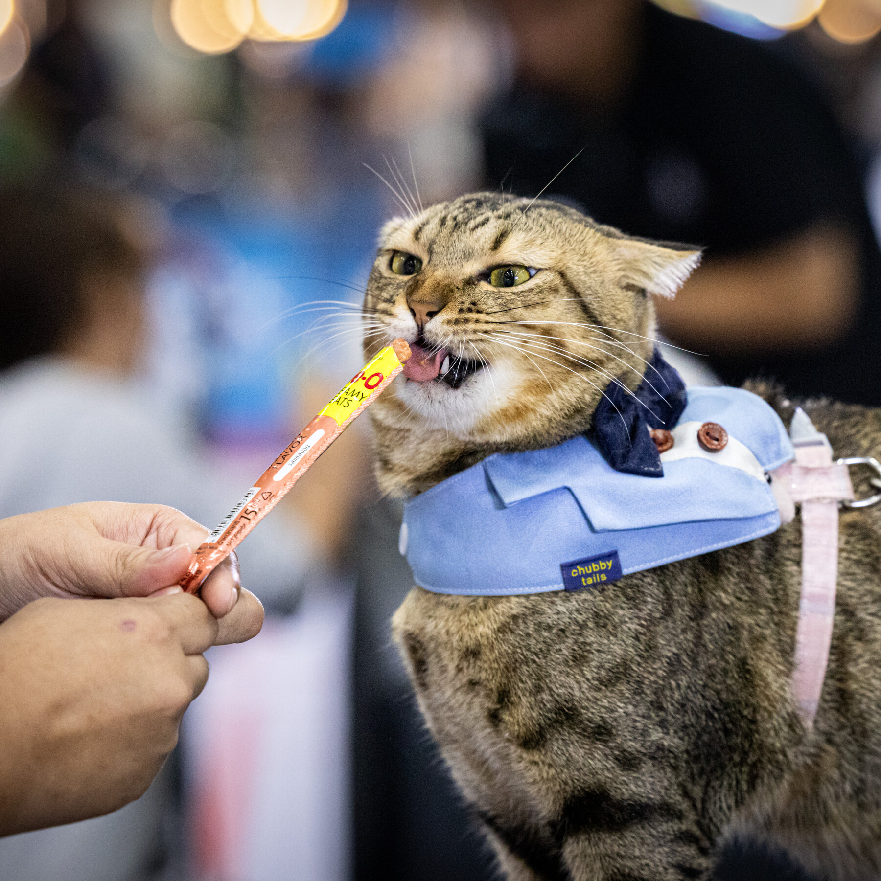 Thailand Hosts Exciting Speed Eating Contests for Pets