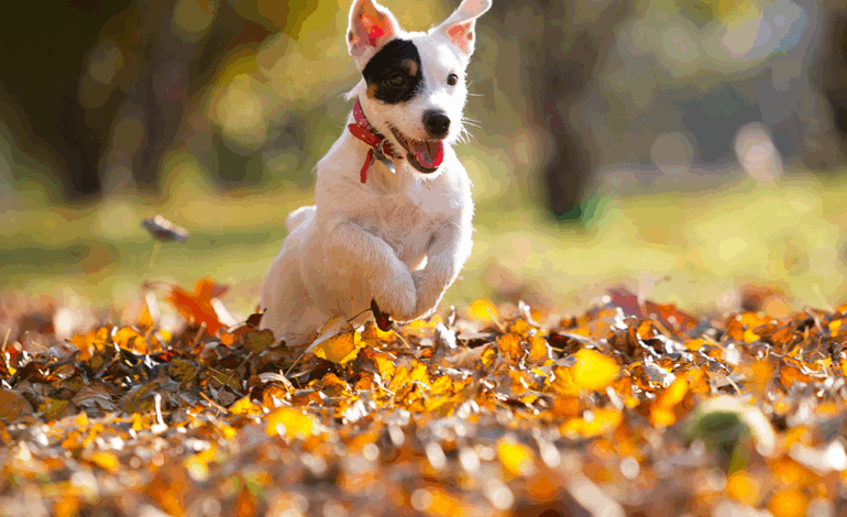 Urgent Alert: Pet Owners Must Watch for Dogs Eating Acorns
