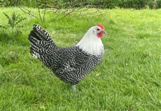 Urgent Appeal After Chickens Stolen from Food Bank Foundation