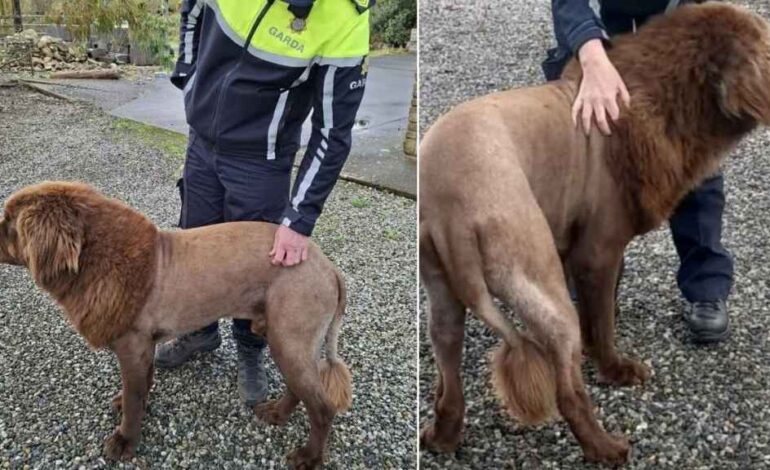 Urgent Update: ‘Lion’ Spotted in Ireland Identified as Dog