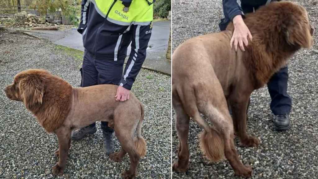 Urgent Update: ‘Lion’ Spotted in Ireland Identified as Dog