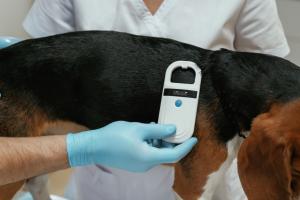 Urgent Warning: Stray Dogs Surge in Torridge Sparks Legal Alerts