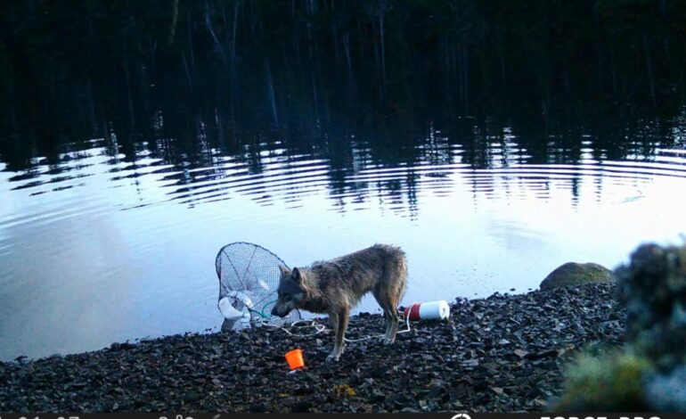 Wolf Masters Crab Trap Heist on British Columbia Coast