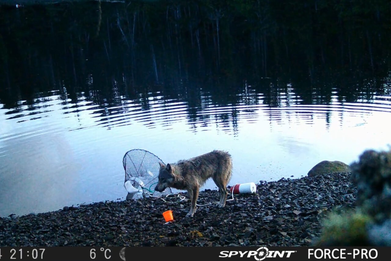 Wolf Masters Crab Trap Heist on British Columbia Coast