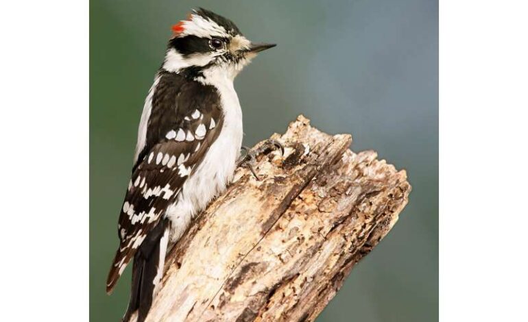 Woodpeckers Evolve Unique Drilling Technique to Maximize Power