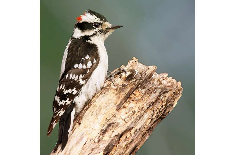 Woodpeckers Evolve Unique Drilling Technique to Maximize Power