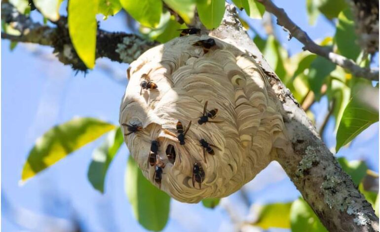 Yellow-Legged Hornet Detected in New Zealand: Urgent Action Needed