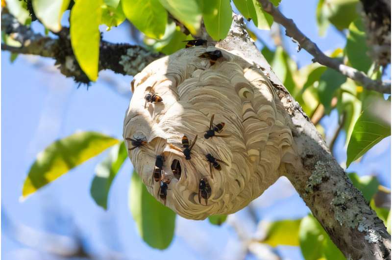 Yellow-Legged Hornet Detected in New Zealand: Urgent Action Needed