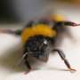 Bumble Bees Execute Three-Stage Defense When Nest Disturbed