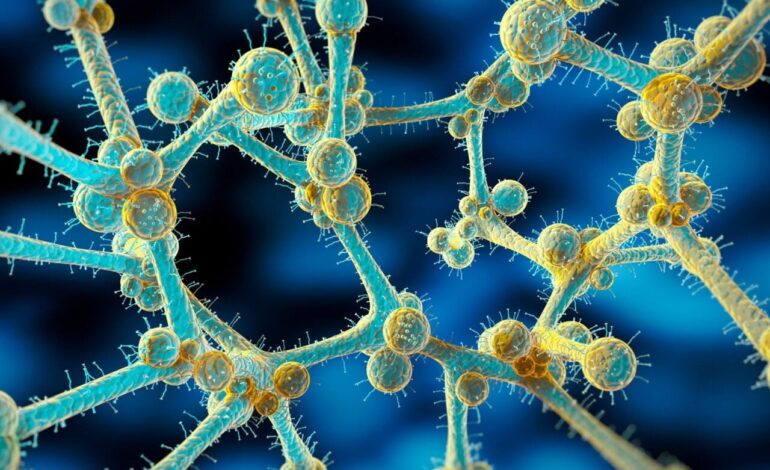 Deadly Drug-Resistant Fungus C. auris Expands Global Threat