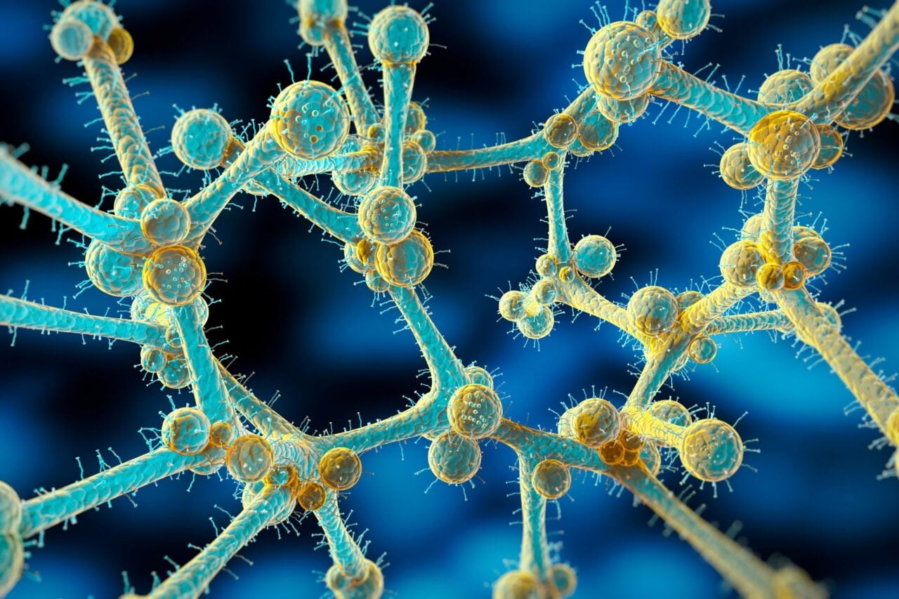 Deadly Drug-Resistant Fungus C. auris Expands Global Threat