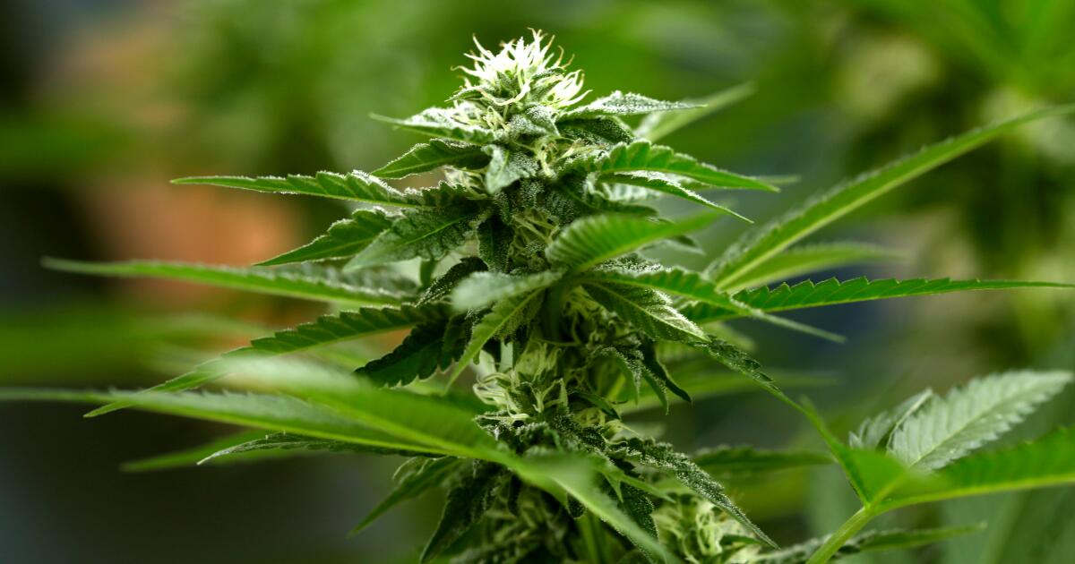 Federal Government Shifts Cannabis Status: A Step Towards Reform