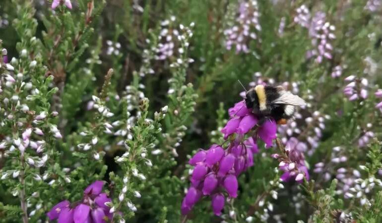 Honeybees Impact Bumblebee Behavior in Ireland’s Heathlands