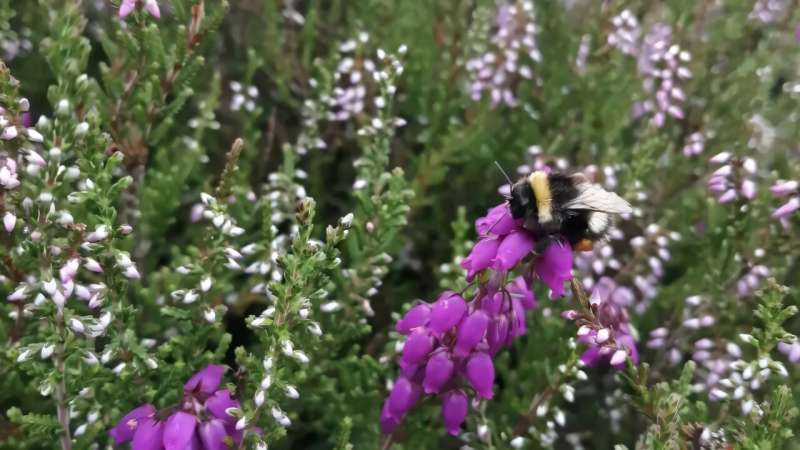 Honeybees Impact Bumblebee Behavior in Ireland’s Heathlands