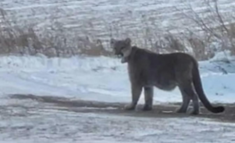 Mountain Lion Triggers Lockdown at Two Minnesota Schools