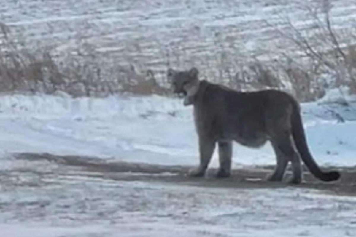 Mountain Lion Triggers Lockdown at Two Minnesota Schools