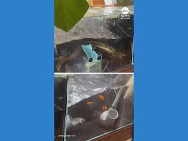 Powerful 7.6 Magnitude Earthquake Hits Northern Japan, Injuries Reported