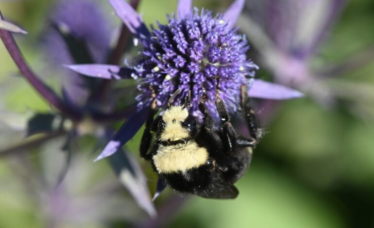 Race to Spot First Bumble Bee Kicks Off New Year’s Day 2026!