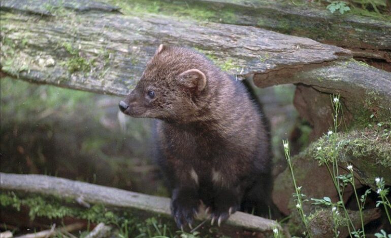 Rare Animal Spotted in Ohio for First Time in Over 100 Years!