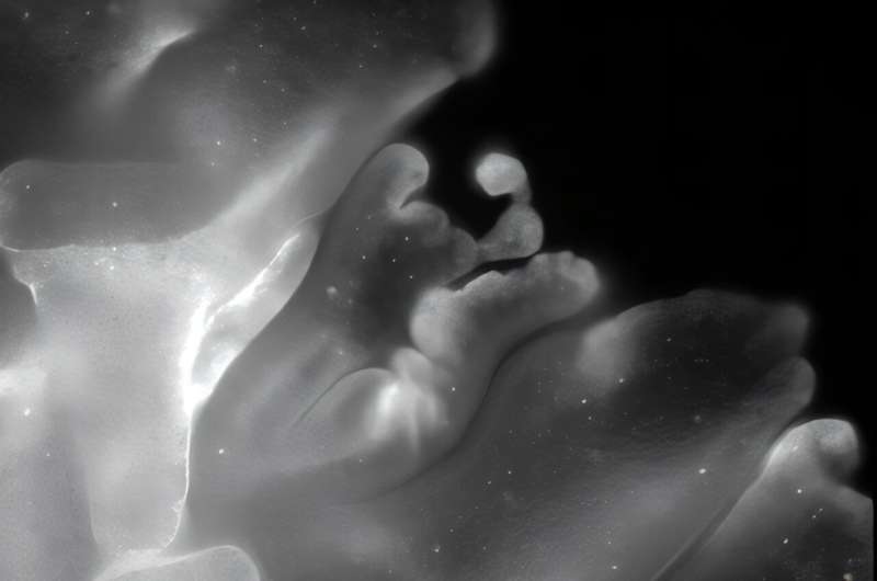 Researchers Uncover Complex Tissue Folding in Tiny Animal