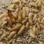 Researchers Use Microbes in Termite Pellets to Detect Infestations