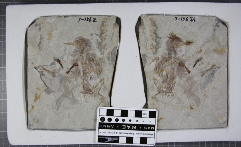 Scientists Discover Ancient Bird Choked on 800 Stones