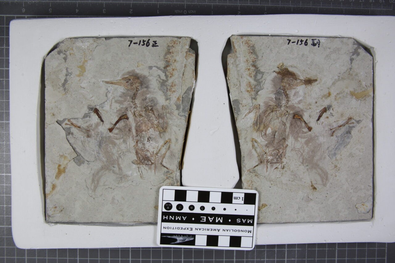 Scientists Discover Ancient Bird Choked on 800 Stones