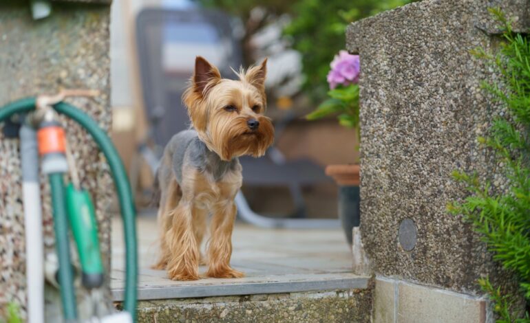 Senior Dog Swept Away by Wind Goes Viral: Internet in Stitches