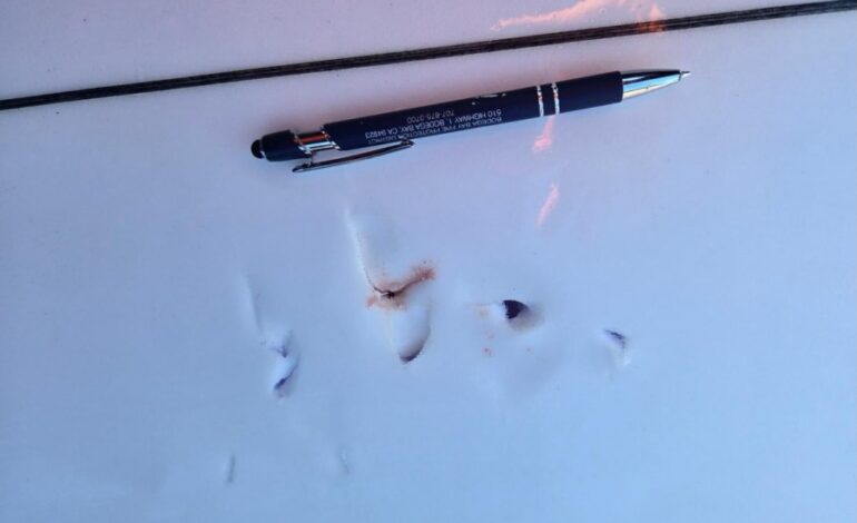 Shark Bites Surfer in Sonoma County; Three Rescued from Capsized Boat