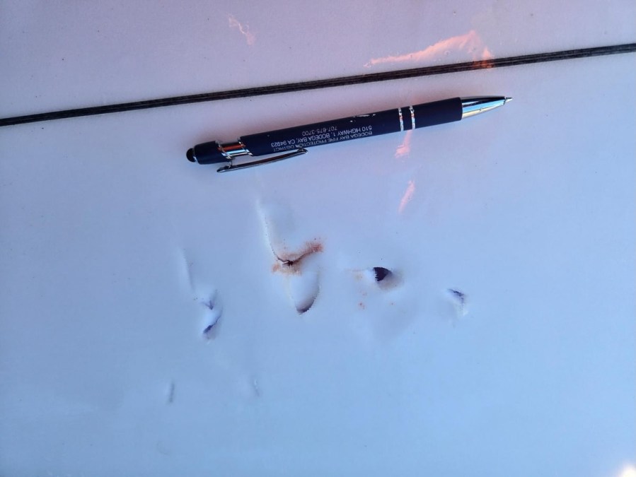 Shark Bites Surfer in Sonoma County; Three Rescued from Capsized Boat