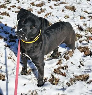 Urgent Adoption Alert: Joker the Dog Needs a Home Today!