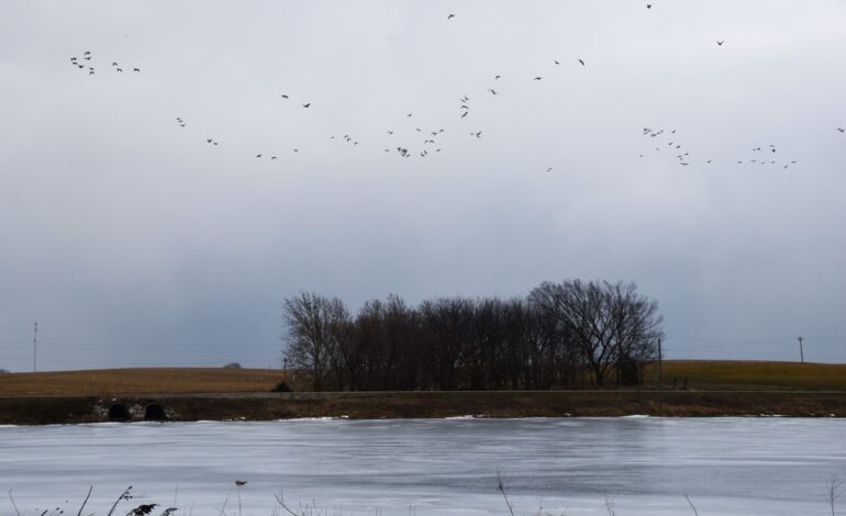 Urgent Bird Flu Outbreak Confirmed in 60 Dead Geese in Iowa
