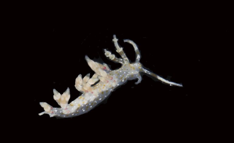 Urgent Discovery: Scientists Identify 20 New Species in Pacific