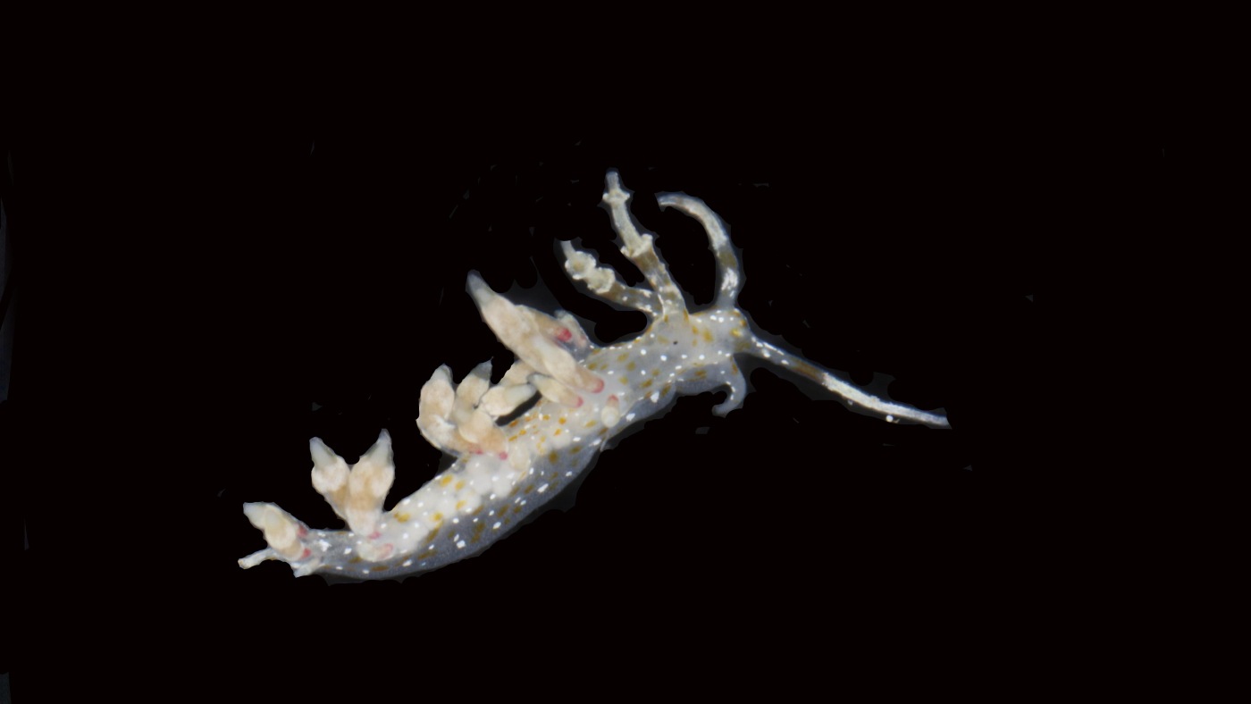 Urgent Discovery: Scientists Identify 20 New Species in Pacific