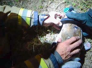 Urgent Fire in Port Charlotte: Firefighters Rescue Dog from Blaze