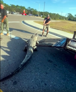 Urgent: Large Alligator Wrangled from Venice 7-Eleven