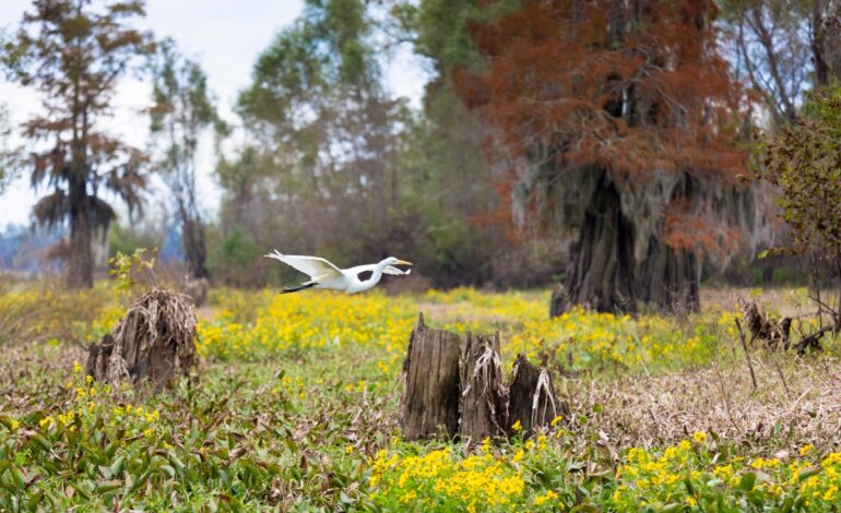 Urgent Lawsuit Filed Against Drax as Air Quality Crisis Deepens