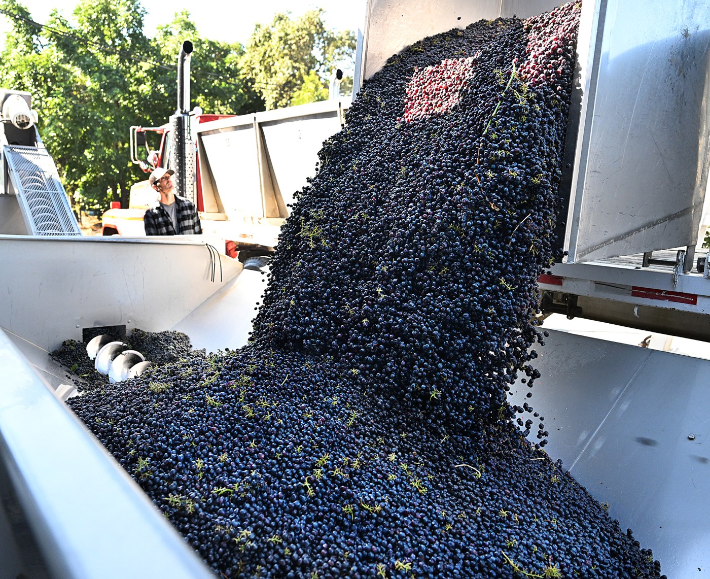 Urgent Update: Suisun Valley’s 2025 Wine Harvest Surges in Quality