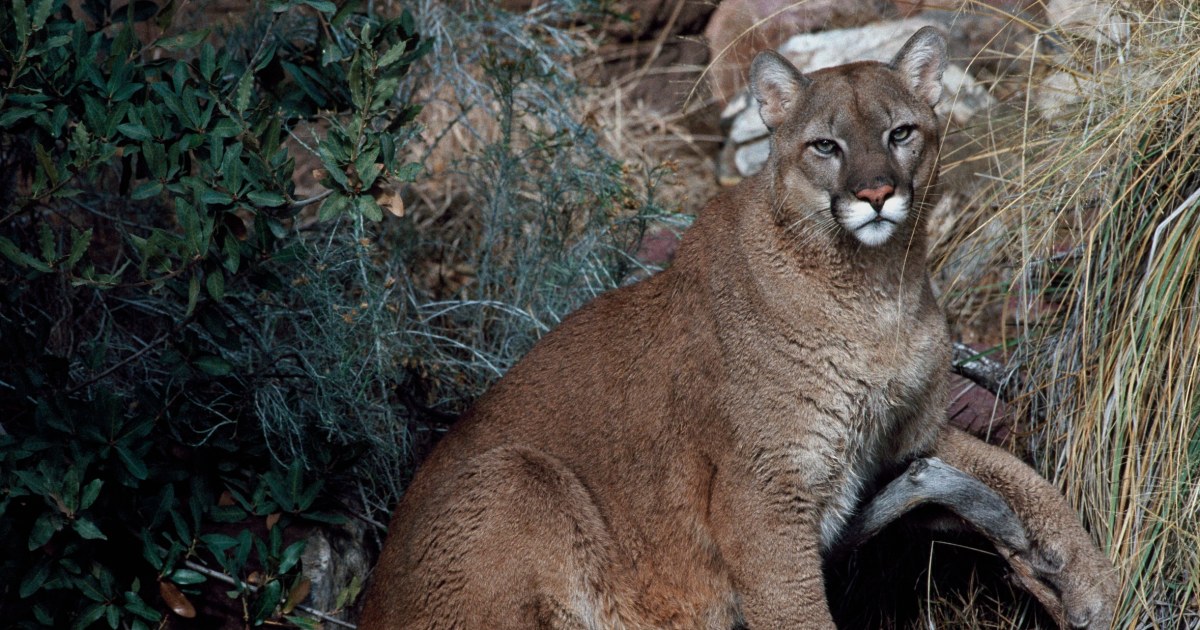 Woman Killed in Suspected Mountain Lion Attack in Colorado